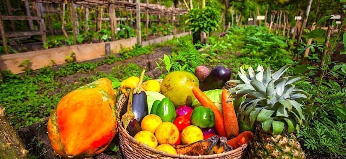 Belize Agriculture Land